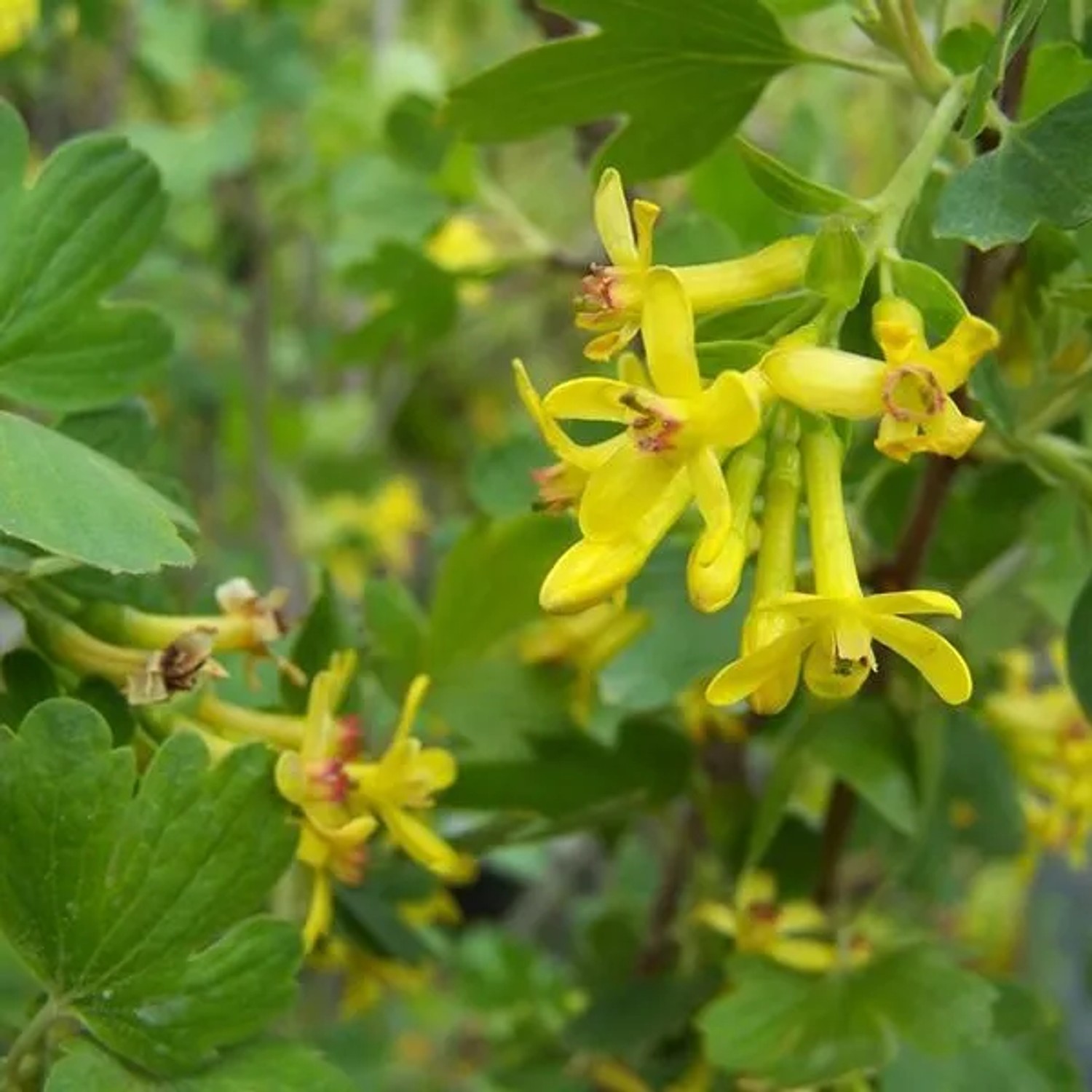 Duft-Johannisbeere Ribes odoratum 50 bis 60 cm im Container Duftende Blüten