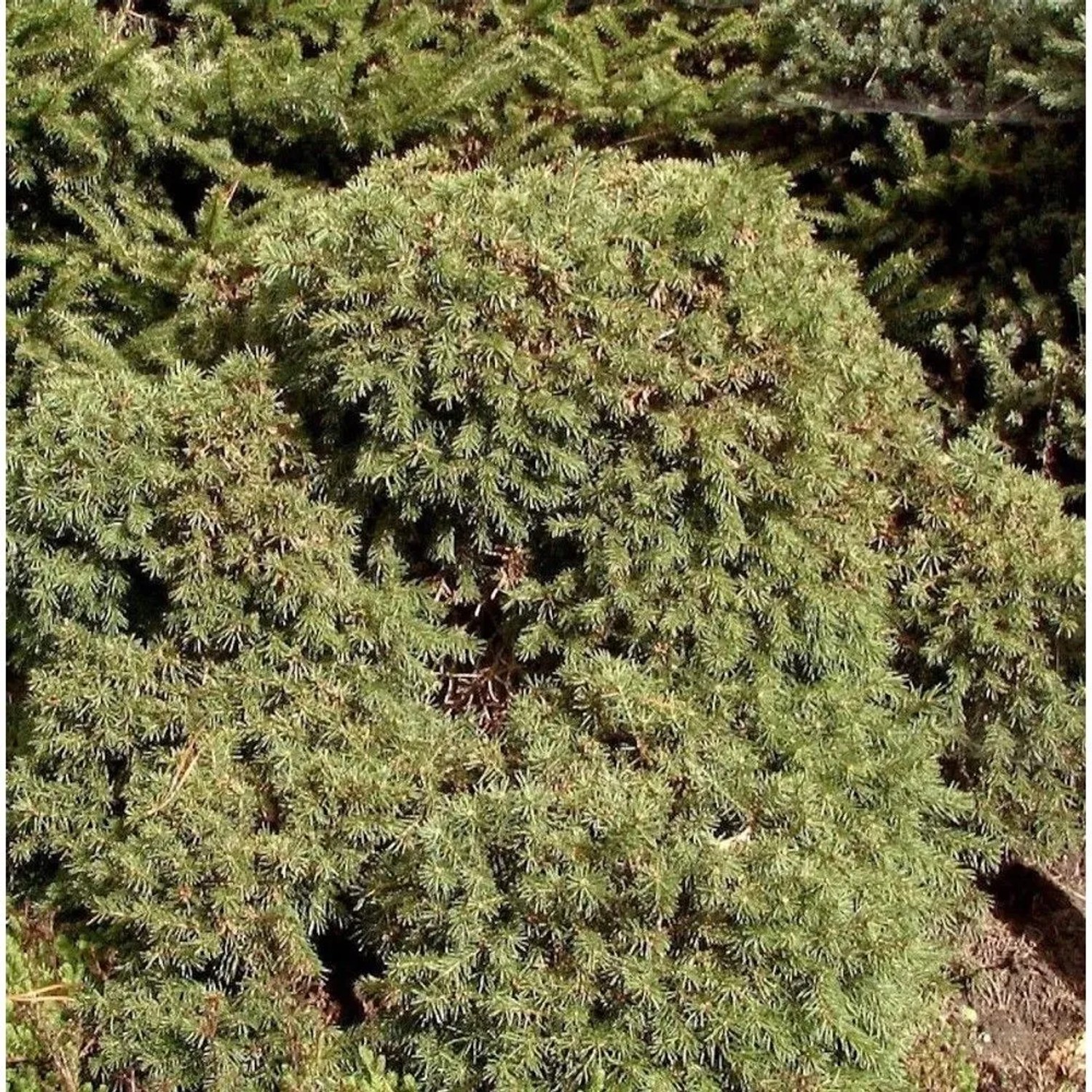 Igel Fichte 25-30cm - Picea abies