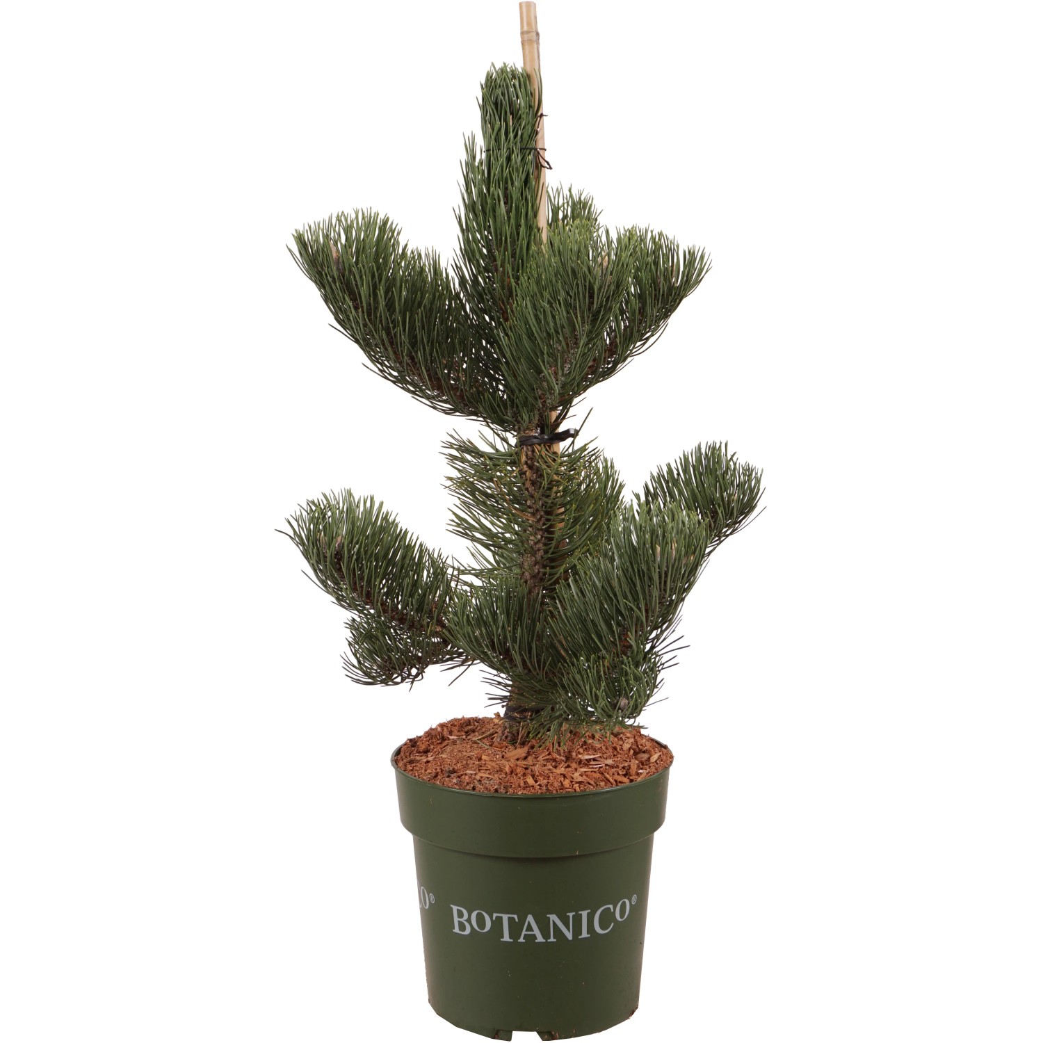 Schwarzkiefer "Oregon Green" Höhe ca. 40 cm Topf ca. 6 l Pinus nigra