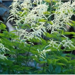 Geißbart 'Horatio': Zierliche Staude mit weißen Blüten und filigranem Laub. Ideal für halbschattige Standorte.