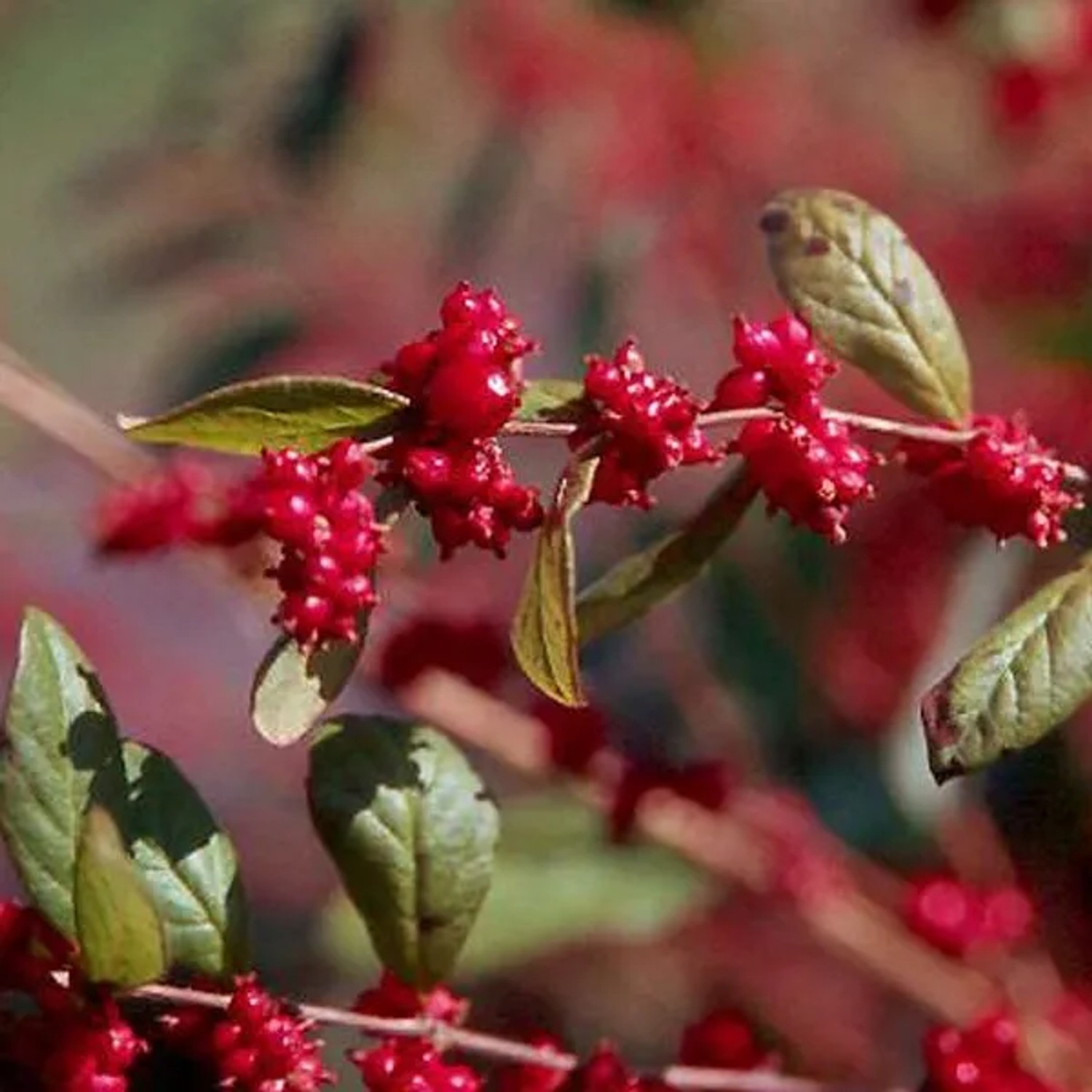 Schneebeere 'Magic Berry' Symphoricarpos doorenbos 50 bis 60 cm im Container Zierfrüchte