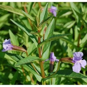 Blaue Gauklerblume - Mimulus ringens
