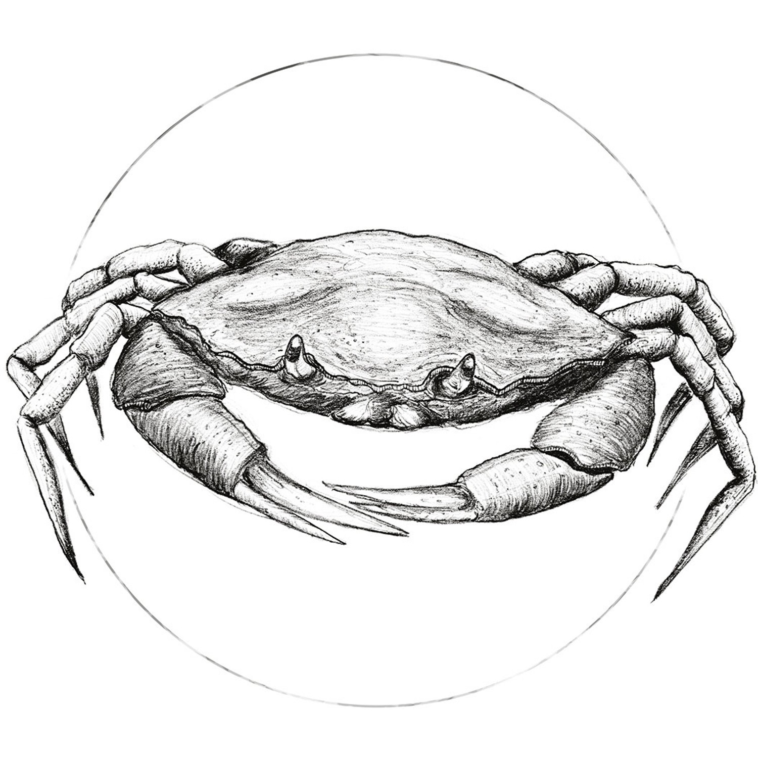 Komar Wandbild Crab White 30 x 40 cm