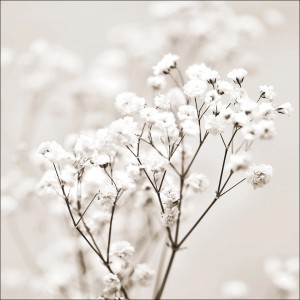 Pro Art Glasbild „Meadow flower I“, 20x20 cm, Nahaufnahme von zarten, weißen Blüten.