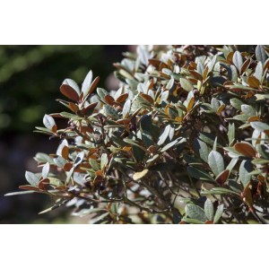 Buschiger Rhododendron Neriiflorum Burletta mit grünen Blättern. Strauch für Garten und Beet.