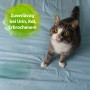 Katze auf blauem Stoff mit Flecken, beworben wird Bactador Wäschespülung Geruchsentferner.