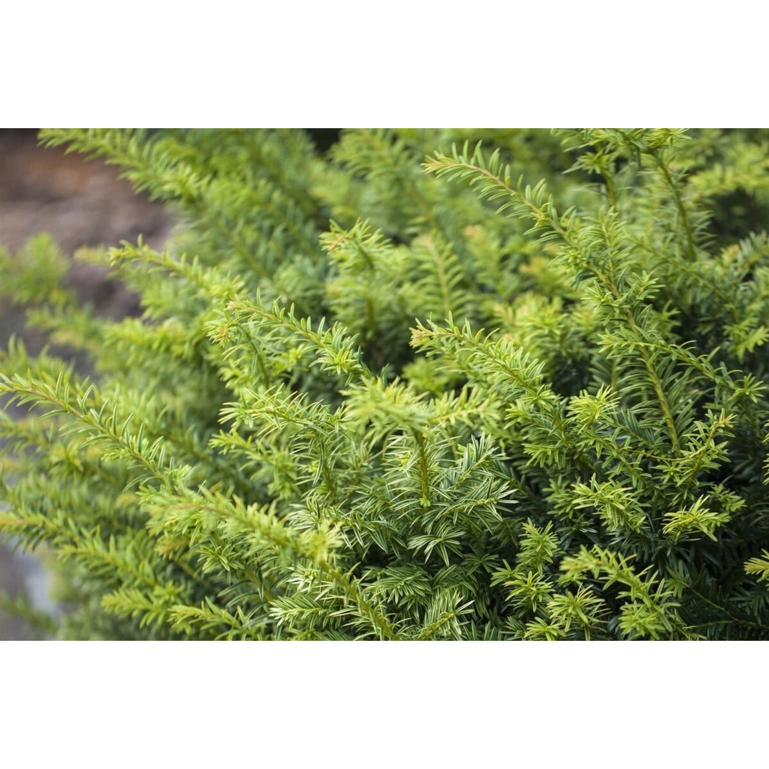 Taxus Baccata Golden Nugget Eibe Goldgelb 25–30 cm günstig online kaufen