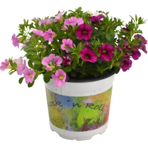 GROW by OBI Zauberglöckchen Trio im Topf mit rosa und pinkfarbenen Blüten.