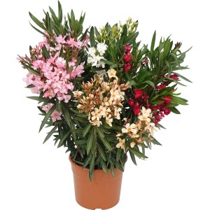 Oleander Busch mit rosa, weißen, roten und gelben Blüten im Topf, ca. 60-80cm hoch.