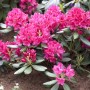 Buschiger, rot blühender Rhododendron Nova Zembla Inkarho im Garten.