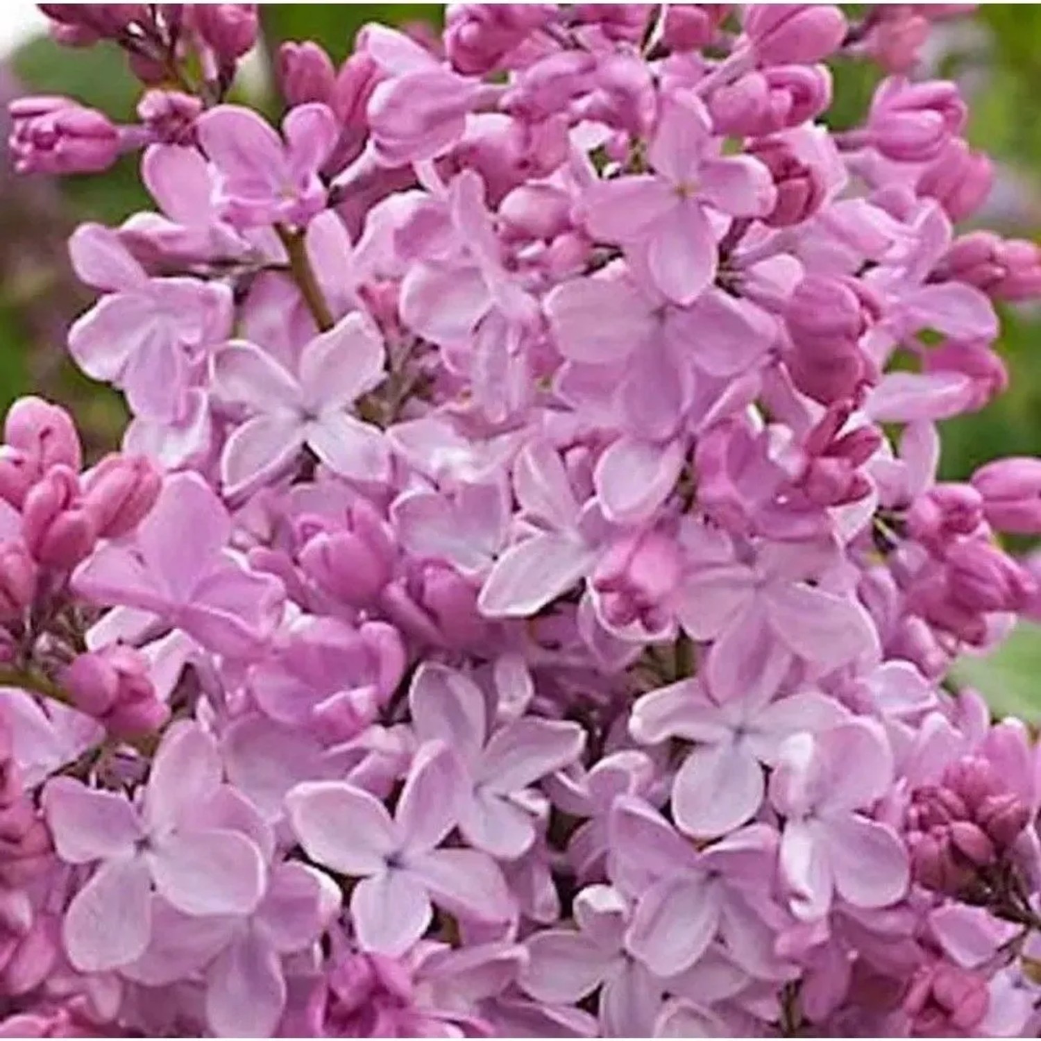 Edelflieder Esther Staley - Kircher-Collection 40-60cm - Syringa hyacinthiflora