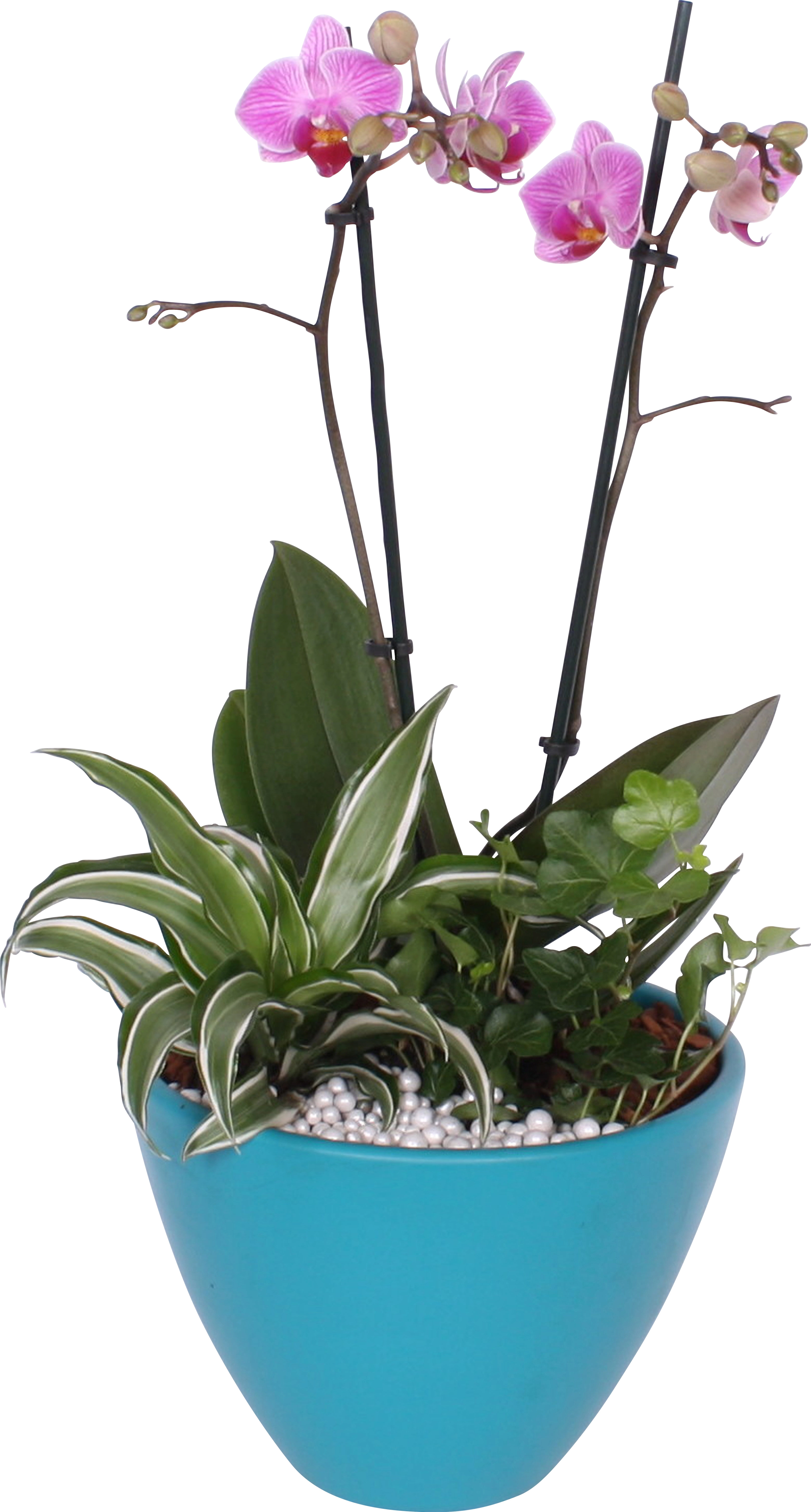 Bepflanzte Glasschale in verschiedenen Farben OBI kaufen bei mit Orchidee