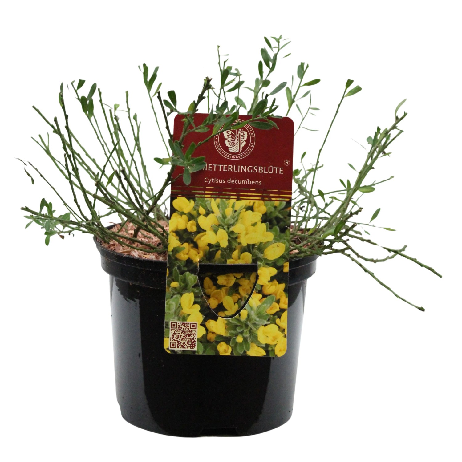 Kissenginster Höhe Gelb ca. 20 - 30 cm Topf ca. 1,6 l Cytisus
