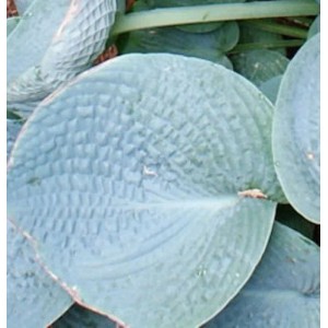 Nahaufnahme einer blaugrünen Funkie (Hosta tokudama Love Pat) mit strukturierten Blättern.