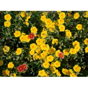 Sonnenröschen Gelb im 9x9 cm Topf, blühende Zimmerpflanze mit leuchtend gelben Blüten.