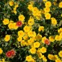 Sonnenröschen Gelb im 9x9 cm Topf, blühende Zimmerpflanze mit leuchtend gelben Blüten.