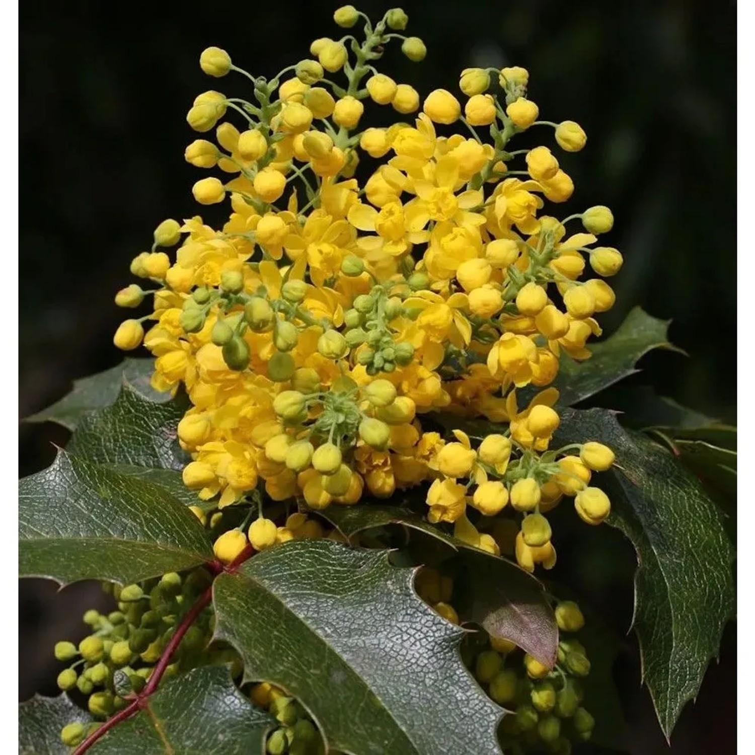 Zwerg Mahonie Apollo 25-30cm - Mahonia aquifolium