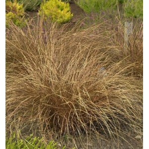 Fuchsrote Segge (Carex buchananii), Ziergras mit braun-rötlichen Halmen im Garten.