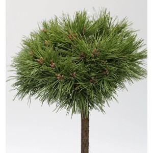 Kompakte Kugelkiefer Varella als Hochstamm, grüne Nadeln, ca. 40-60cm hoch.