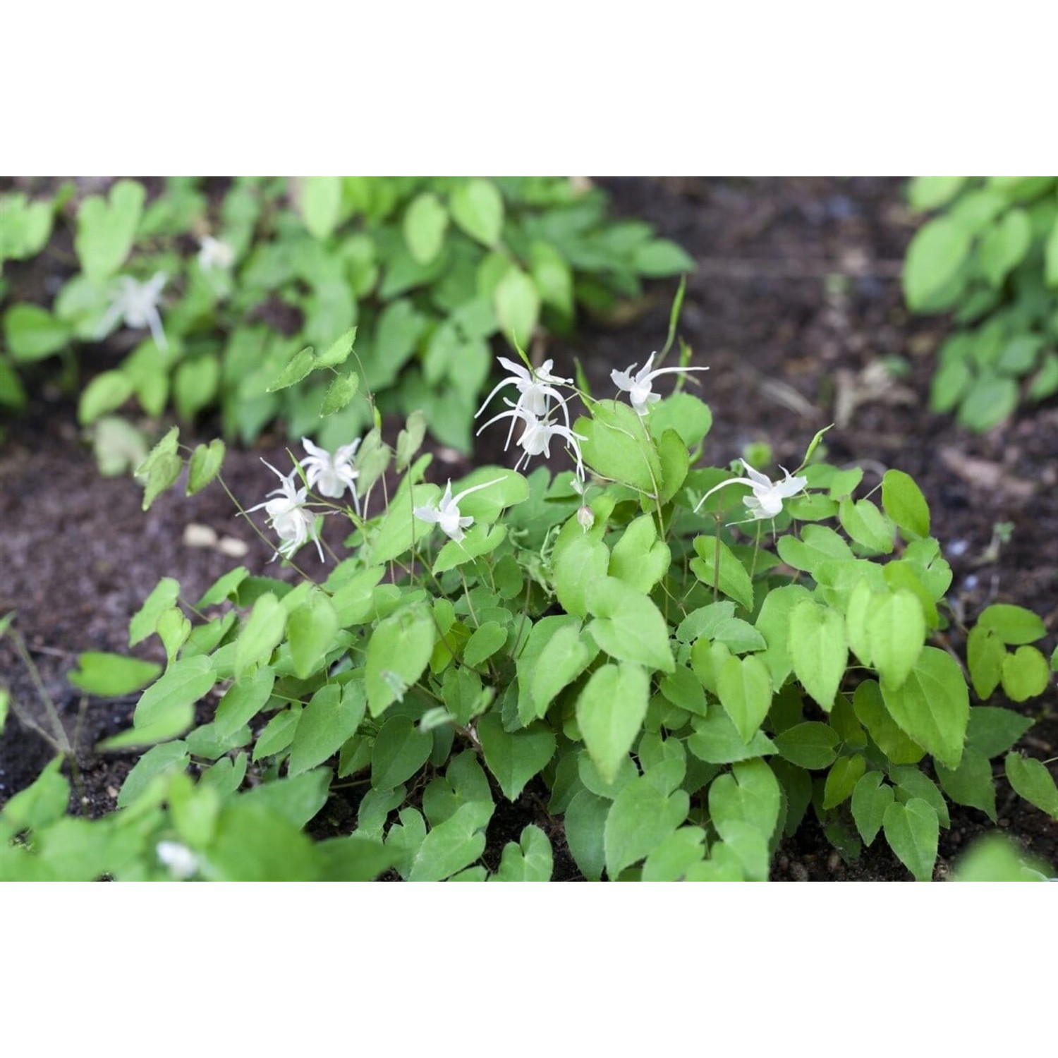 Epimedium X Youngianum Niveum Elfenblume Ca. 9x9 cm Topf günstig online kaufen