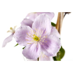 Nahaufnahme einer rosa Clematis Montana Rubens Berg-Waldrebe Blüte.