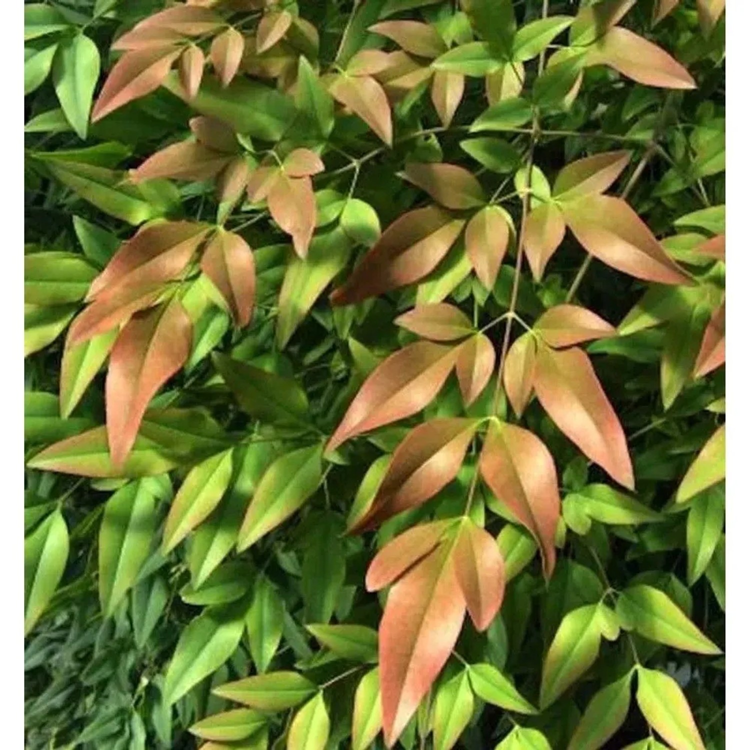 Himmelsbambus Firepower 30-40cm - Nandina domestica
