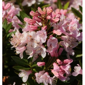 Nahaufnahme des kleinblütigen Rhododendron Bloombux mit zarten rosa Blüten.