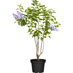 Amerikanischer Flieder James Macfarlane im Topf, rosa Blüten und grüne Blätter.