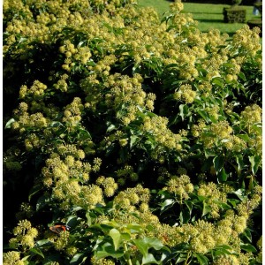Strauch-Efeu 'poetarum' (Hedera helix), 20-30cm, mit gelben Blütenständen.