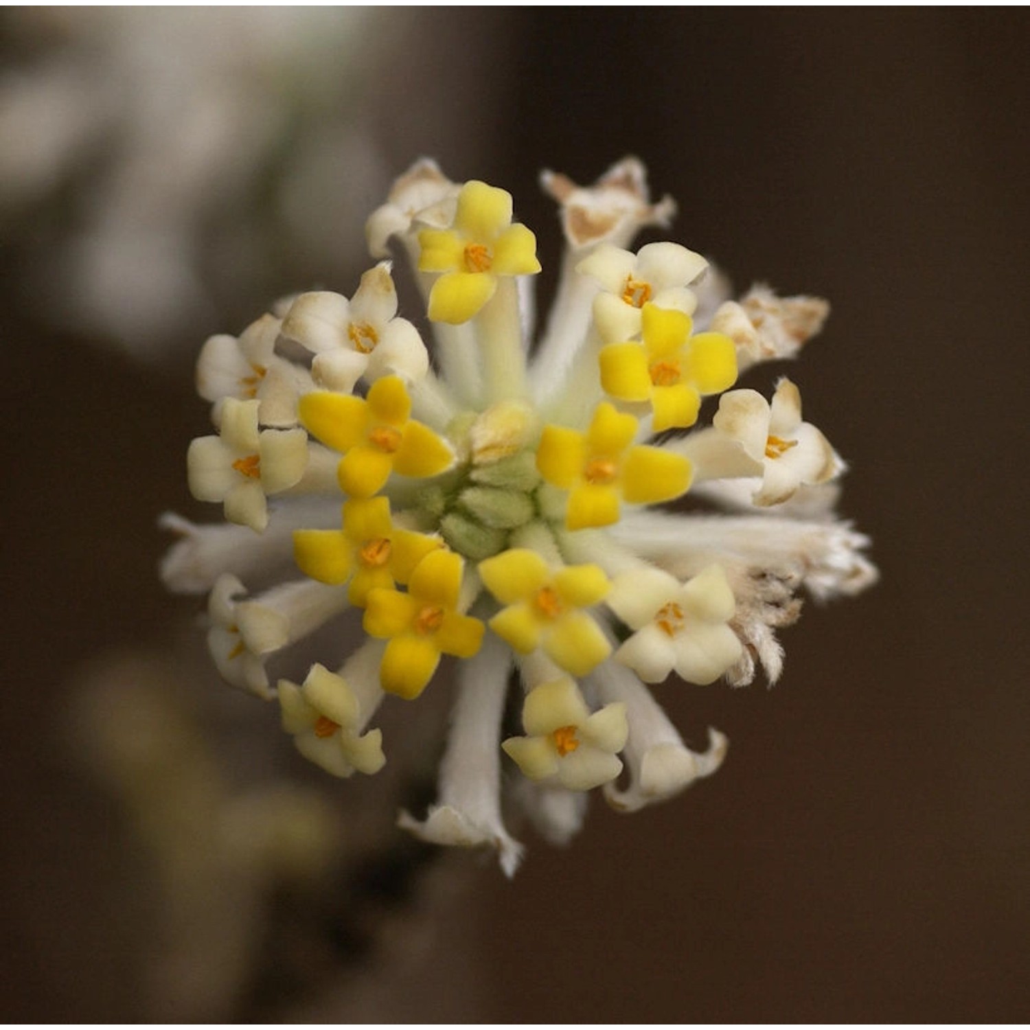 Japanischer Papierbusch Winter Liebe 40-60cm - Edgeworthia chrysantha günstig online kaufen