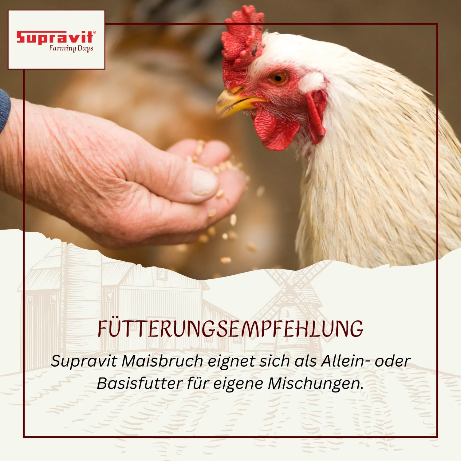 Supravit Maisbruch Mais als Einzelfutter oder Mischfutter für Hühner_6