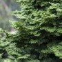 Detailaufnahme der grünen Chamaecyparis Obtusa Kosteri (Hinoki-Scheinzypresse) mit 40 cm Stammhöhe.