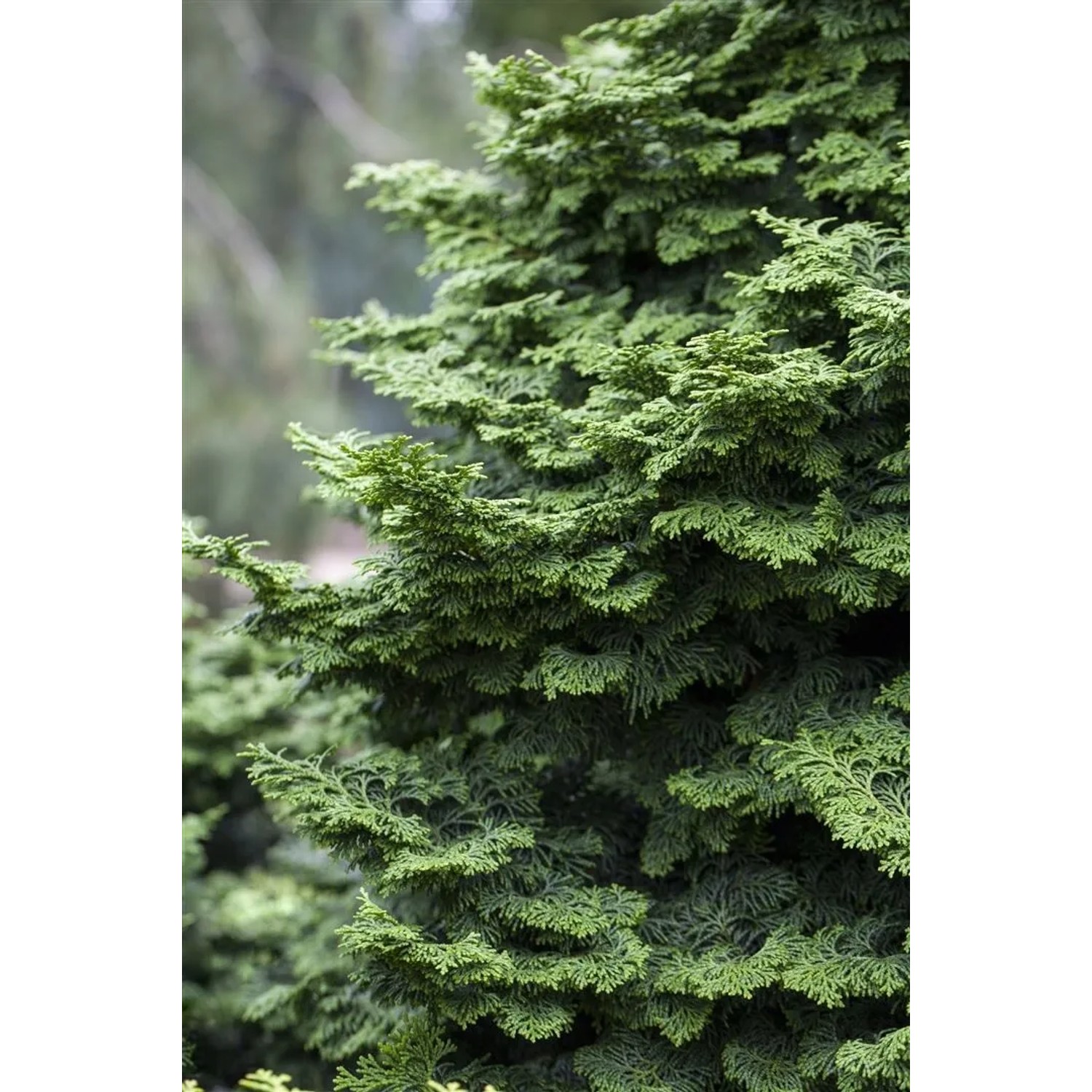 Detailaufnahme der grünen Chamaecyparis Obtusa Kosteri (Hinoki-Scheinzypresse) mit 40 cm Stammhöhe.