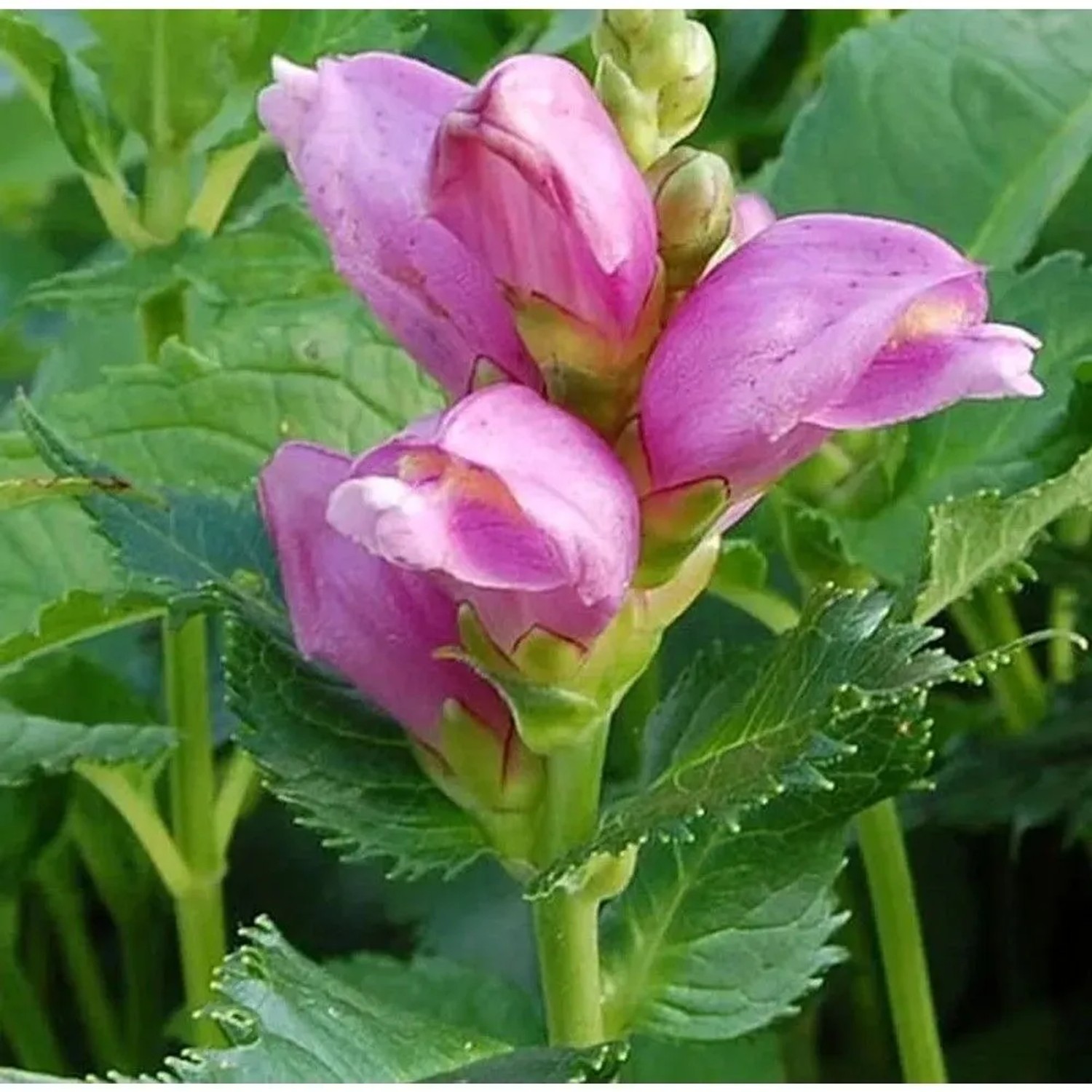 Schildblume - Chelone obliqua