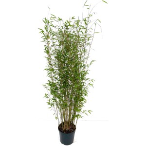 Bambusbörse Bambus Fargesia Denudata Xian2  7,5 Liter Höhe 100 - 125 cm