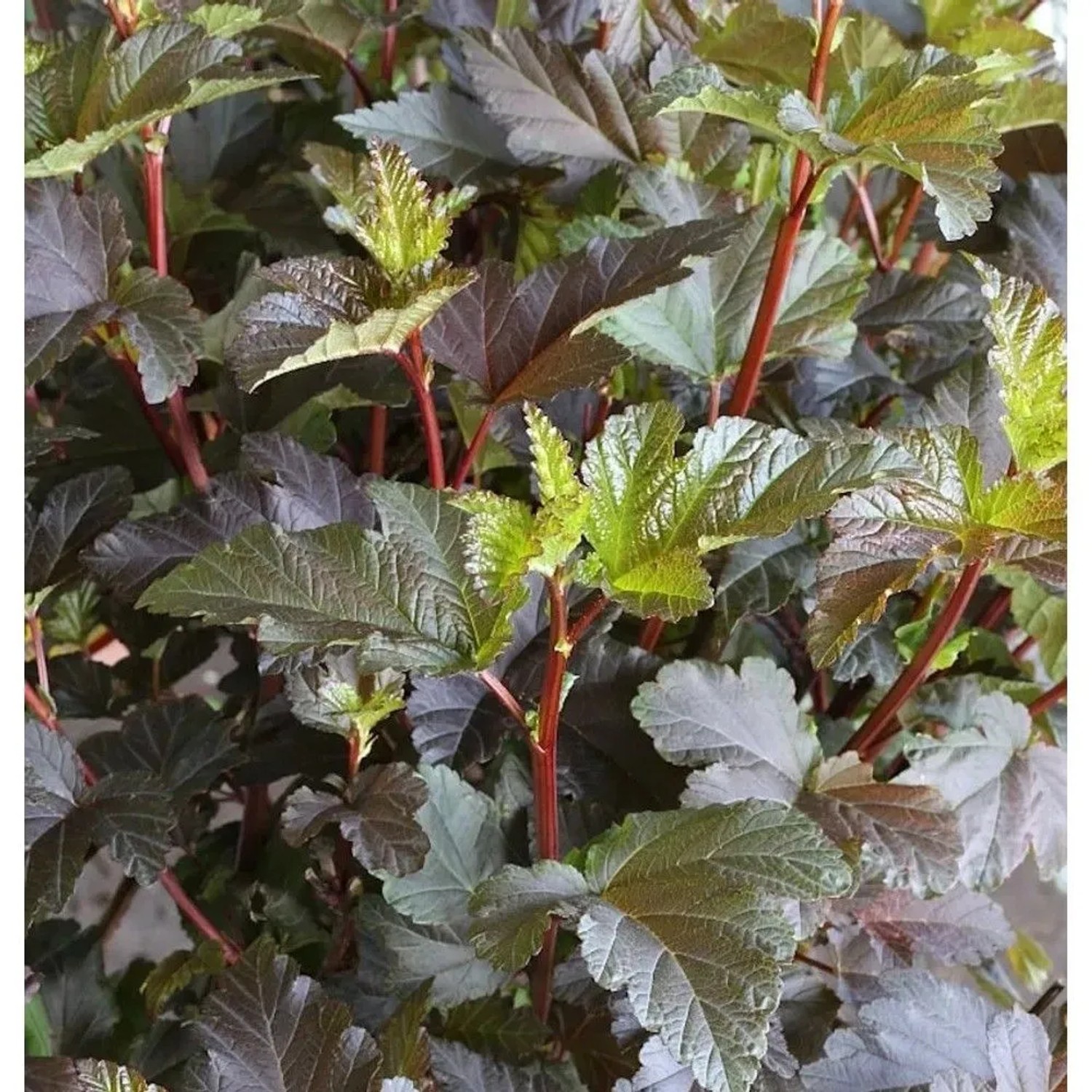 Hochstamm Fasanenspiere Diable d Or 100-125cm - Physocarpus opulifolius