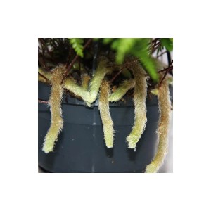Exotenherz Tarantel Farn (Humata Tyermannii) im 14cm Ampeltopf mit hängenden, behaarten Sprossen.