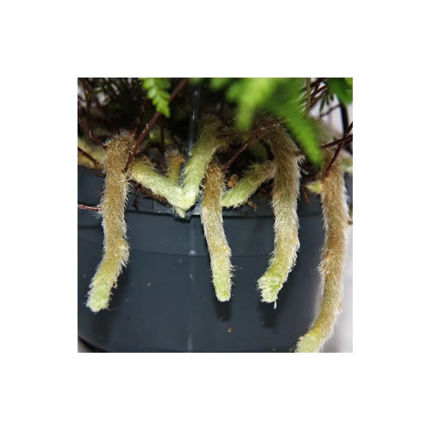 Exotenherz Tarantel Farn (Humata Tyermannii) im 14cm Ampeltopf mit hängenden, behaarten Sprossen.