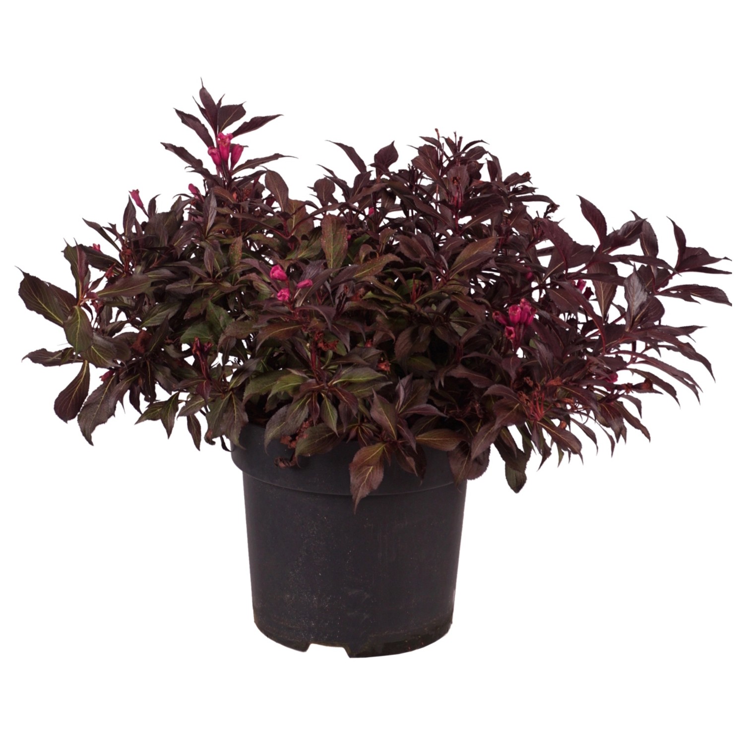 Weigelie Wine and Roses Höhe ca. 40 - 50 cm Topf ca. 6 l Weigela florida günstig online kaufen