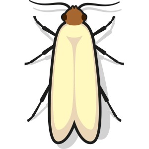 Illustration einer Kleidermotte. Nexa Lotte Mottenschutz.
