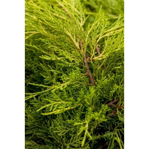 Detailaufnahme des goldgelben Juniperus Media Old Gold Wacholders, ca. 30-40 cm hoch.