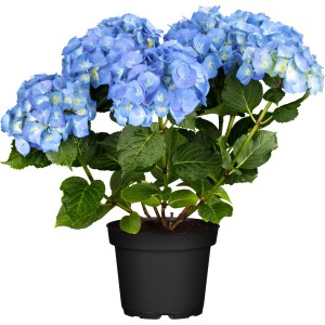 Blühende, blaue OBI Bauernhortensie Happy Blue im Topf, ca. 30-40 cm hoch.