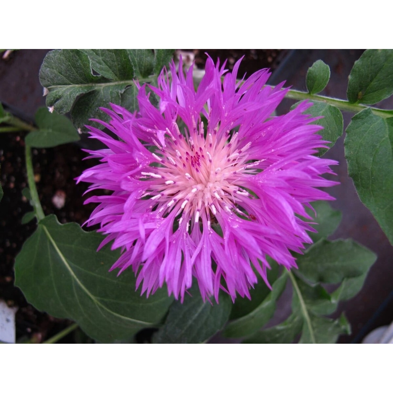Centaurea Hypoleuca Flockenblume John Coutts Ca 9x9 cm Topf günstig online kaufen