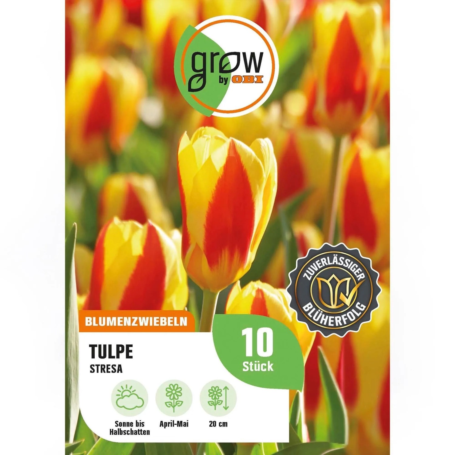 GROW by OBI Tulpe Stresa Rot-Gelb 8 Stück Tulipa kaufmanniana Stresa
