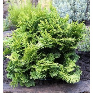 Kompakte, immergrüne Hinoki Scheinzypresse (Chamaecyparis obtusa) mit leuchtend grünem, farnartigem Laub. Perfekt als Zierstrauch.