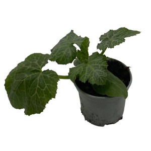 Junge grüne Bio Zucchini Pflanze im Topf (ca. 10,5 cm Ø).