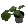Junge grüne Bio Zucchini Pflanze im Topf (ca. 10,5 cm Ø).