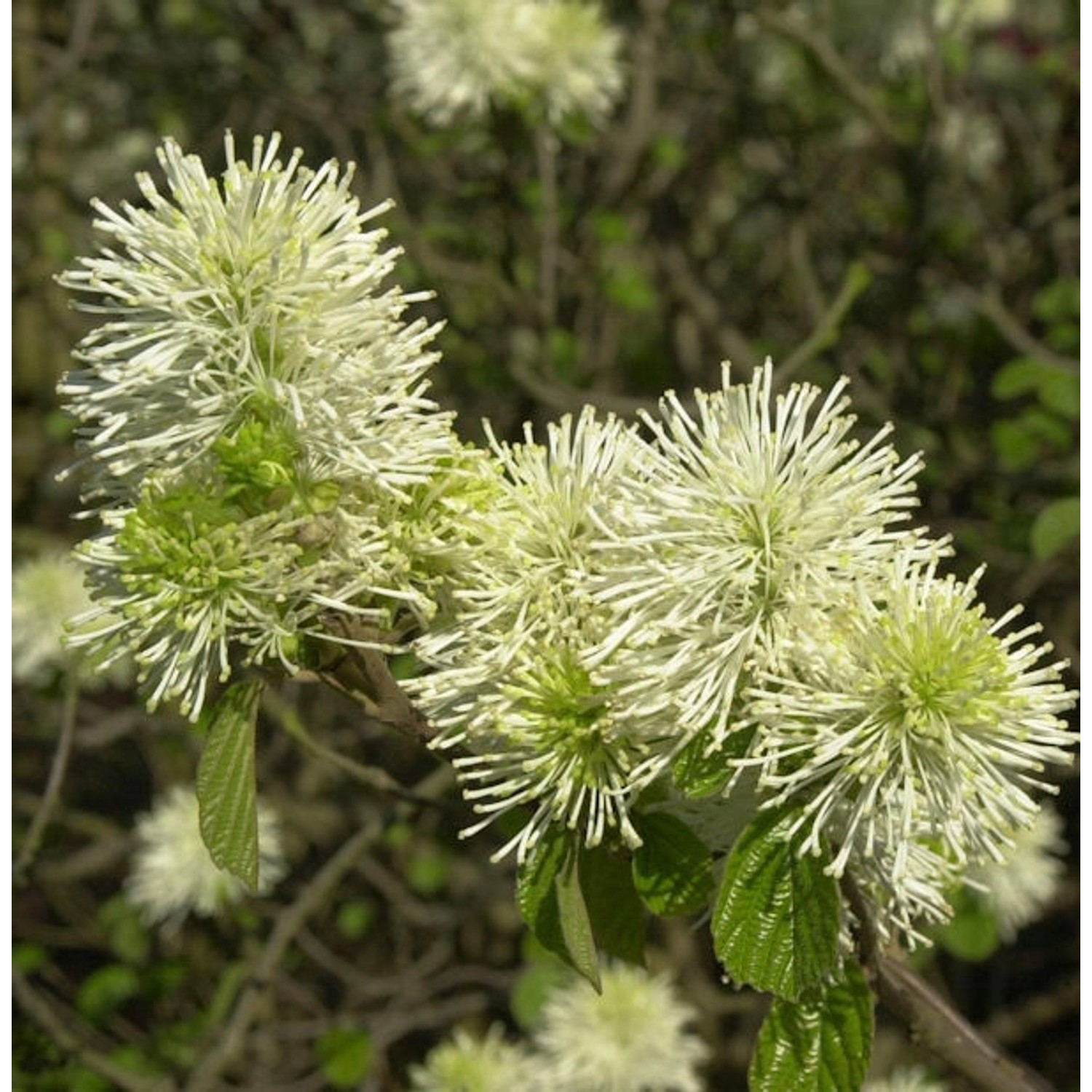 Großer Federbuschstrauch 60-80cm - Fothergilla major günstig online kaufen