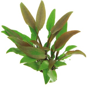 Dennerle Aquariumpflanze Cryptocoryne Lutea mit grünen und braunen Blättern.