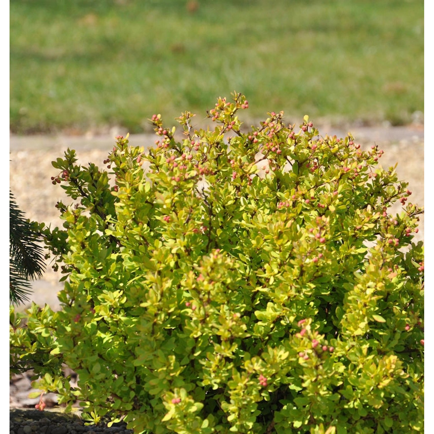 Beberitze Golden Nugget 15-20cm - Berberis thunbergii günstig online kaufen